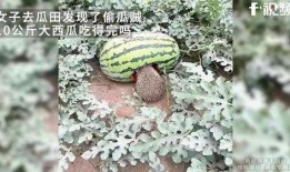 邢台吃田瓜死人,吃瓜身亡事件引发食品安全关注”