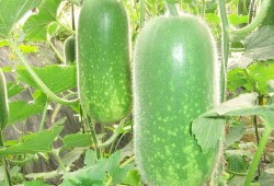 瘦不了吃瓜,瘦不了？揭秘吃瓜背后的瘦身秘密