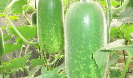 瘦不了吃瓜,瘦不了？揭秘吃瓜背后的瘦身秘密