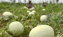 邢台吃田瓜死人,吃瓜身亡事件引发食品安全关注”