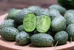 对吃瓜的看法,揭秘网络舆论场中的众生相