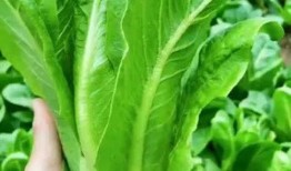 吃瓜种草姬,揭秘网红美食背后的秘密