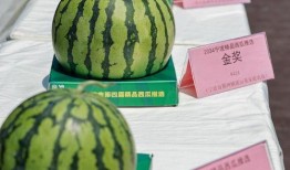 发动图吃瓜,揭秘发动图背后的趣味与智慧