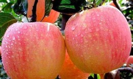 怀孕可以吃苹果瓜吗,苹果瓜在孕期是否适宜食用