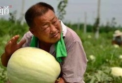 邢台吃田瓜死人,吃瓜身亡事件引发食品安全关注”