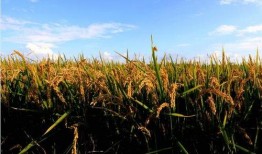 伊春初中吃瓜,揭秘校园里的“瓜田”趣事