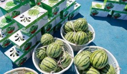 发动图吃瓜,揭秘发动图背后的趣味与智慧