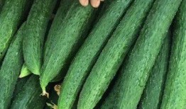 瓜吃的够多了,尽享夏日甜蜜滋味