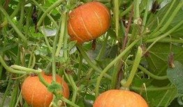 美颜吃空心瓜,解锁空心瓜的美味新境界