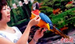 鹦鹉可以吃洋瓜吗,洋瓜是否适合作为鹦鹉的美食？