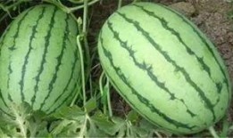 沭阳吃瓜事件进展,最新进展揭秘，真相逐步浮出水面