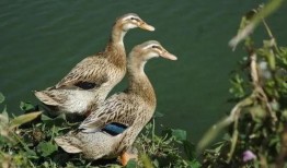 沙雕吃瓜鸭子,一场爆笑的动物喜剧盛宴