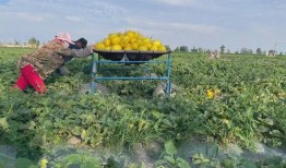 民勤农民吃蜜瓜,甜蜜滋味背后的农民故事