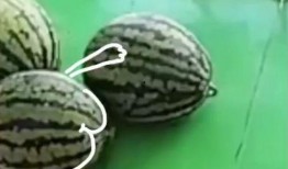 吃瓜留几手,吃瓜留几手带你领略幕后风云