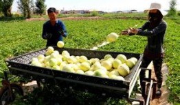民勤农民吃蜜瓜,甜蜜滋味背后的农民故事