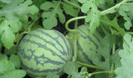 花组吃瓜日常,娱乐圈幕后风云大揭秘