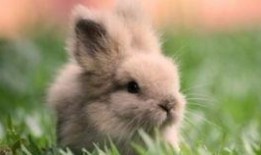 兔子吃生瓜吗怎么吃