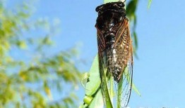 吃瓜小熊蝉女,揭秘校园里的甜蜜烦恼