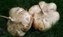 喜欢吃土瓜,探寻舌尖上的独特风味