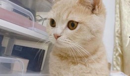 猫舍吃瓜,揭秘猫咪们的欢乐时光