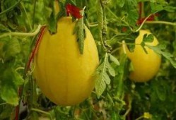 瓜吃瓜资源群,揭秘网络社交圈的趣味与争议