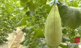 蒲城脆瓜怎么吃,多味食法，尽享田园美味