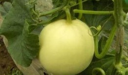 霍邱瓜可以吃吗,美味可口的天然美食探索