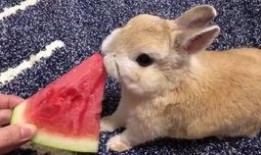 兔子吃生瓜吗怎么吃