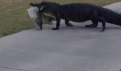 鳄鱼吃瓜头像,揭秘动物界的“美食家”