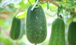 摘瓜吃瓜配乐叫什么名字,旋律悠扬——探寻经典配乐摘瓜曲背后的故事