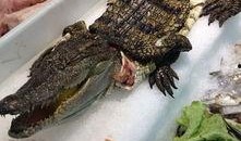 鳄鱼吃瓜头像,揭秘动物界的“美食家”