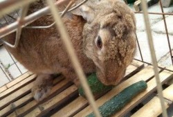 兔子吃生瓜吗怎么吃