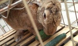 兔子吃生瓜吗怎么吃