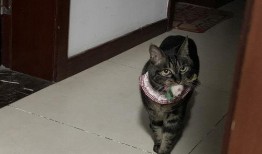 狸狸吃瓜了,揭秘娱乐圈幕后风云