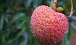 荔枝瓜可以吃吗,美味可口的天然食材，你了解多少？