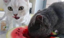 猫咪没吃瓜,揭秘不吃瓜的喵星人秘密