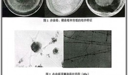 吃槟榔的瓜,探寻槟榔文化中的甜蜜与苦涩