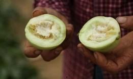 兴化直播吃瓜,一场别开生面的网络盛宴