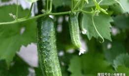 大家去哪里吃瓜,共享吃瓜乐趣