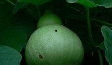 煮着吃的瓜叫什么瓜,煮食佳肴——探寻煮着吃的瓜之美