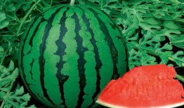 瓜吃的够多了,尽享夏日甜蜜滋味