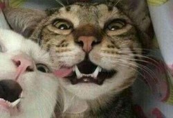 猫狗情侣头像吃瓜,揭秘宠物界的甜蜜爱情故事