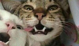 猫狗情侣头像吃瓜,揭秘宠物界的甜蜜爱情故事