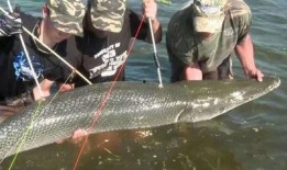 淡水瓜卵可以吃吗,揭秘可食用之谜