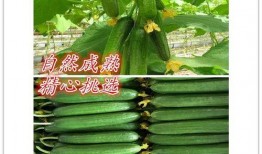 怎么吃生小瓜,探索清新口感与营养的完美结合