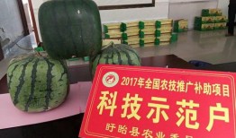 佛指瓜怎么吃,解锁美味新境界