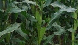 吃瓜不忘阿瓜人什么意思,揭秘网络流行语的魅力与影响