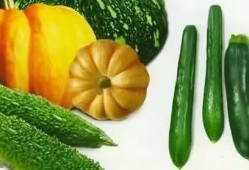 串门吃瓜,共享瓜香，共度欢乐时光