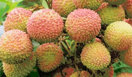 荔枝瓜可以吃吗,美味可口的天然食材，你了解多少？