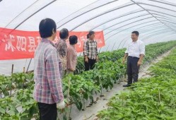 沭阳吃瓜事件进展,最新进展揭秘，真相逐步浮出水面